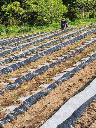강동민님의 고추 · 영농일지 작성글 사진