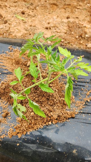 봉담고추님의 기타작물 · 영농일지 작성글 사진