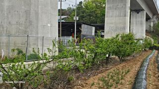 임일재님의 고추 · 영농일지 작성글 사진