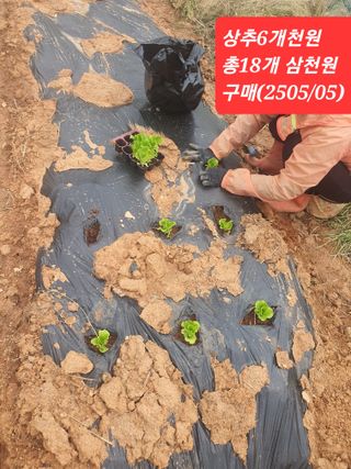 건강한 먹거리 추구님의 고추 · 영농일지 작성글 사진