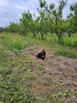 정택님의 매실 · 영농일지 작성글 사진