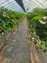 팜모닝 기타작물·영농일지 게시글 이미지