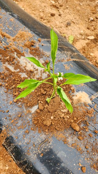 봉담고추님의 고구마 · 영농일지 작성글 사진