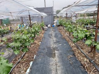 상훈경영체등록5년차님의 포도 · 영농일지 작성글 사진