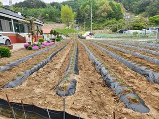 금옥길24님의 고추 · 영농일지 작성글 사진