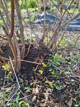 팜모닝 블루베리·영농일지 게시글 이미지