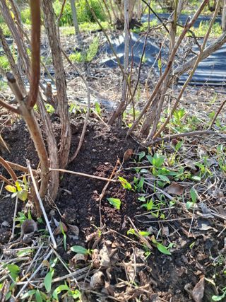 황인근님의 블루베리 · 영농일지 작성글 사진