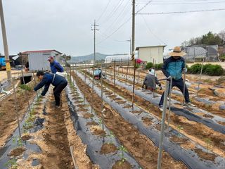 곰새끼님의 고구마 · 영농일지 작성글 사진