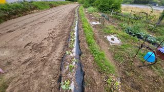 권병국님의 고구마 · 영농일지 작성글 사진