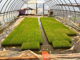 곰새끼님의 고구마 · 영농일지 작성글 사진