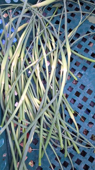 김하동 님의 기타작물 · 영농일지 작성글 사진