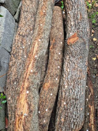 인호님의 버섯 · 영농일지 작성글 사진