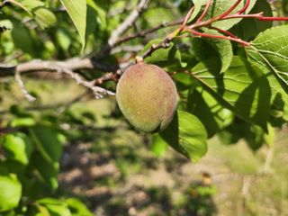 김육환님의 기타작물 · 영농일지 작성글 사진