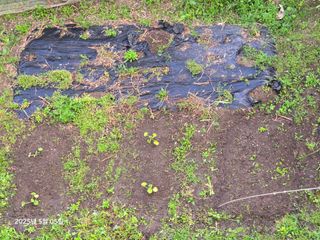 Captain김상곤님의 호박 · 영농일지 작성글 사진
