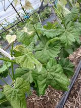 팜모닝 포도·영농일지 게시글 이미지