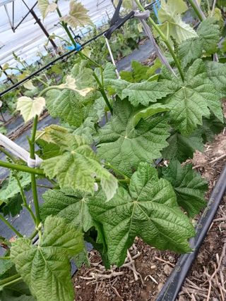 상훈경영체등록5년차님의 포도 · 영농일지 작성글 사진