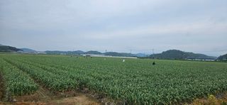 구춘봉님의 마늘 · 영농일지 작성글 사진