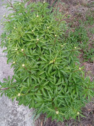 무료지식나눔 팜닥터님의 기타작물 · 영농일지 작성글 사진