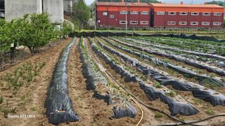 임일재님의 고추 · 영농일지 작성글 사진