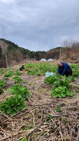 팜모닝 기타작물·영농일지 게시글 이미지