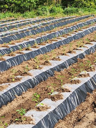 강동민님의 고추 · 영농일지 작성글 사진