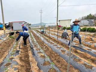 곰새끼님의 고구마 · 영농일지 작성글 사진