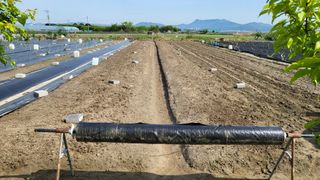 늘푸른 농장주님의 기타작물 · 영농일지 작성글 사진