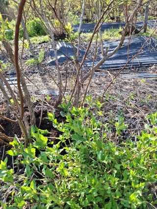 황인근님의 블루베리 · 영농일지 작성글 사진