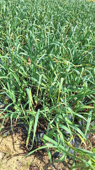 김하동 님의 기타작물 · 영농일지 작성글 사진