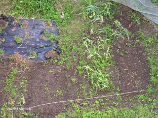 Captain김상곤님의 호박 · 영농일지 작성글 사진