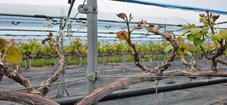 임헌택님의 포도 · 영농일지 작성글 사진