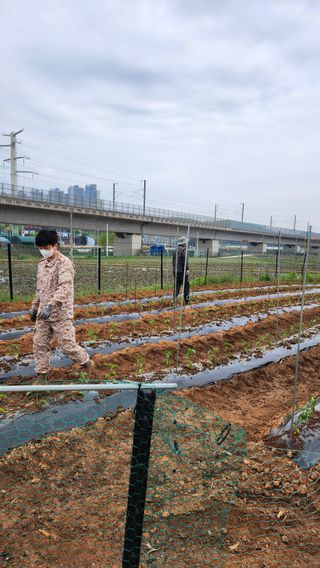 봉담고추님의 기타작물 · 영농일지 작성글 사진