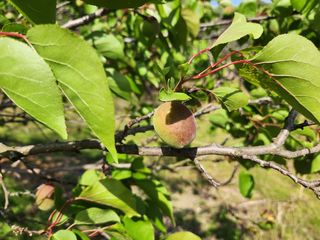 김육환님의 기타작물 · 영농일지 작성글 사진