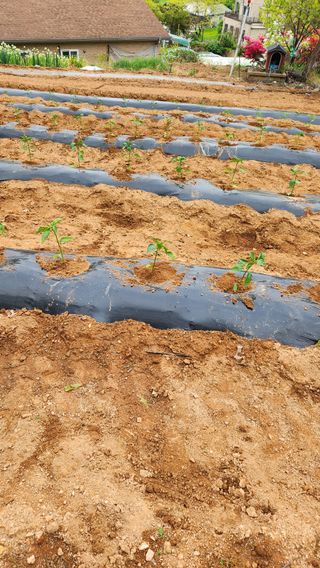 봉담고추님의 고구마 · 영농일지 작성글 사진