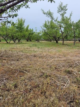 정택님의 매실 · 영농일지 작성글 사진