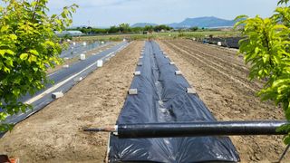 늘푸른 농장주님의 기타작물 · 영농일지 작성글 사진