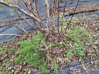 황인근님의 블루베리 · 영농일지 작성글 사진