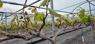 임헌택님의 포도 · 영농일지 작성글 사진