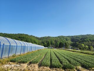 박종권님의 마늘 · 영농일지 작성글 사진