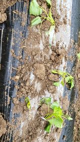 팜모닝 고구마·영농일지 게시글 이미지