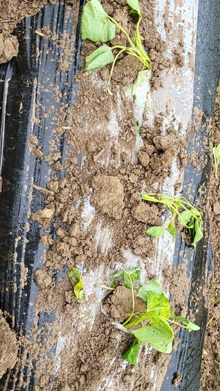 권병국님의 고구마 · 영농일지 작성글 사진