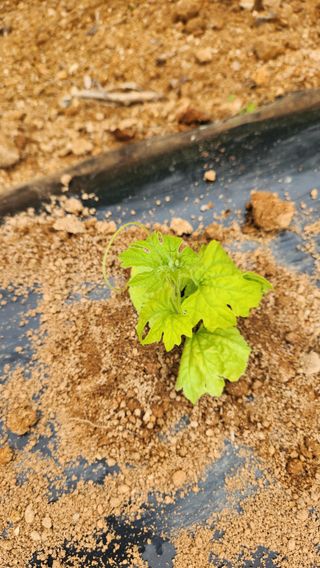 봉담고추님의 기타작물 · 영농일지 작성글 사진