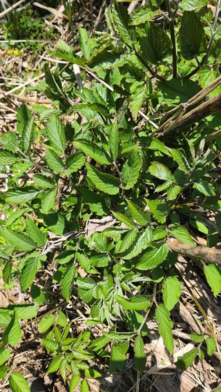 정유기님의 두릅 · 영농일지 작성글 사진
