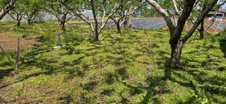 최병만님의 복숭아 · 영농일지 작성글 사진