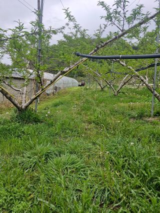 백운농원 님의 기타작물 · 영농일지 작성글 사진