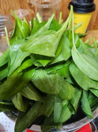 도깨비윤샘 님의 기타작물 · 영농일지 작성글 사진