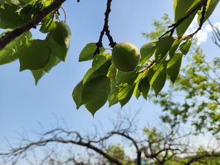 김육환님의 기타작물 · 영농일지 작성글 사진