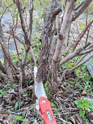 황인근님의 블루베리 · 영농일지 작성글 사진