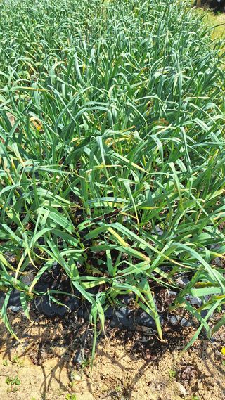 김하동 님의 기타작물 · 영농일지 작성글 사진