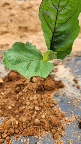 봉담고추님의 고구마 · 영농일지 작성글 사진